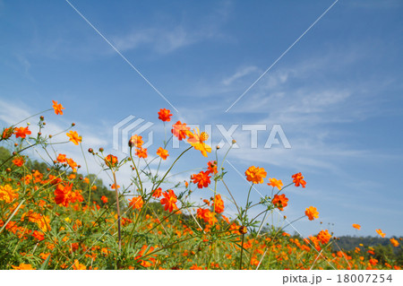 yellow cosmos flower in garden yellow cosmos flower in garden 18007254