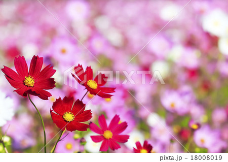 ピンク色と赤色のコスモスの花 18008019