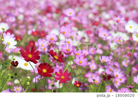 ピンク色と赤色のコスモスの花 18008020