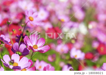 ピンク色と赤色のコスモスの花 ピンク色と赤色のコスモスの花 18008021