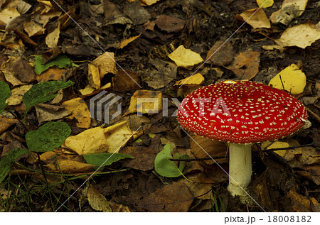 秋のキノコ 18008182