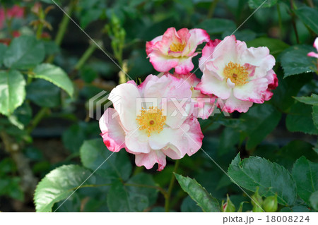 薔薇 18008224