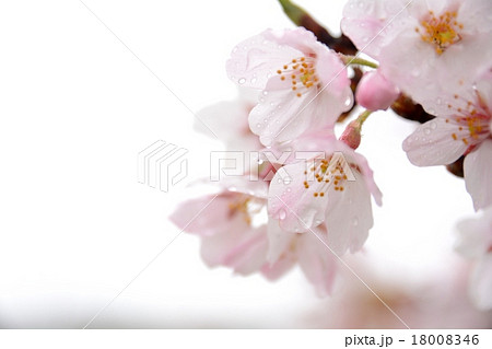 雨の日の桜 18008346