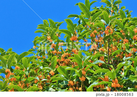 金木犀の花 18008563