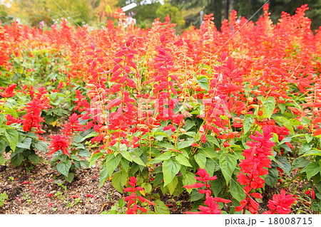 サルビア　スプレンデンスの花 18008715