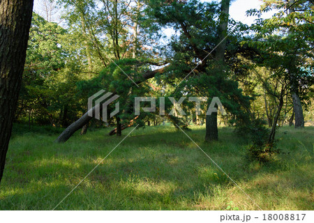 森の斜めの樹木 18008817