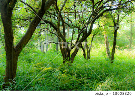 幻想的な森の風景の写真素材 18008820 Pixta