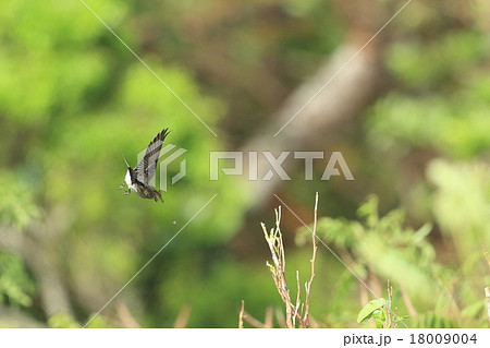 生き物　鳥類　エゾビタキ、高い木の梢でフライングチャッチを繰り返していました① 18009004