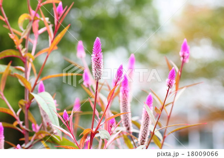 ノゲイトウの花 18009066