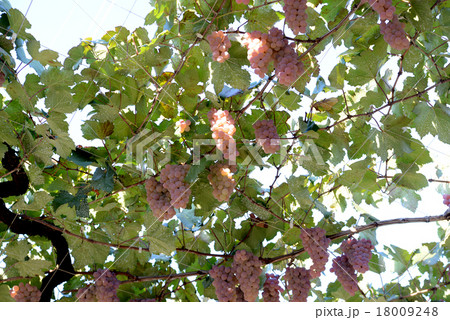 甲州ぶどう 甲州ぶどう 18009248