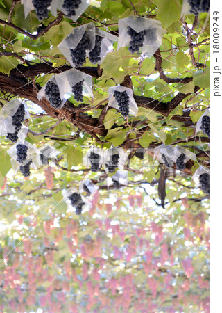 キャンベルアーリー キャンベルアーリー 18009249