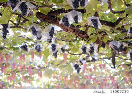 キャンベルアーリー 18009250