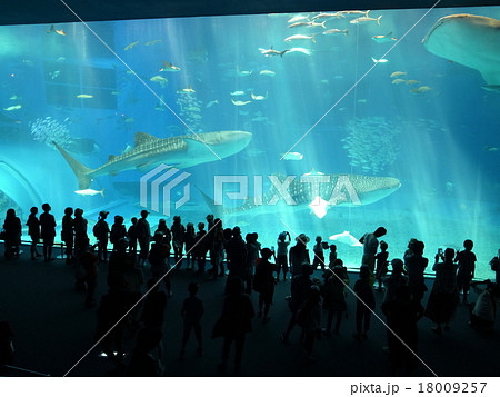 美ら海水族館 18009257