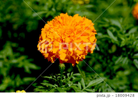 アフリカマリンゴールド アフリカマリンゴールド 18009428
