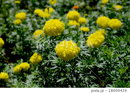 アフリカマリンゴールド 18009429