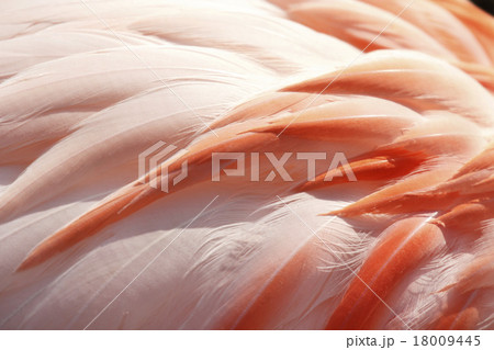 フラミンゴ 羽の写真素材