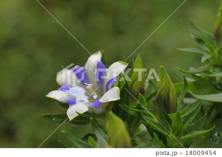 白寿リンドウの蕾と花と雨雫の写真素材