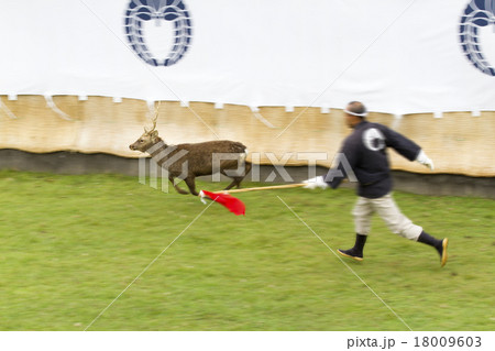 鹿の角切り 18009603