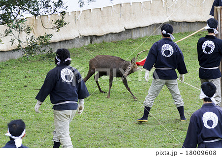 鹿の角切り 18009608