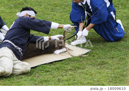 鹿の角切り 18009610