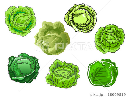 Fresh isolated green cabbage vegetables 18009819