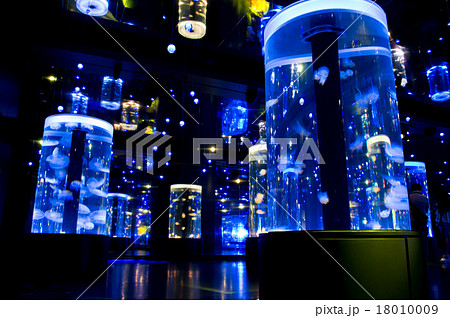 ジェリーフィッシュランブル 18010009