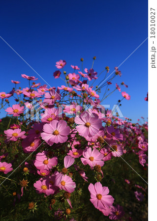 コスモス7809 18010027