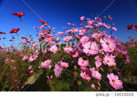 コスモス7810 コスモス7810 18010028