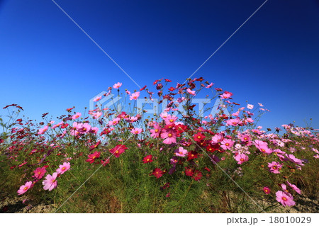 コスモス7811 18010029