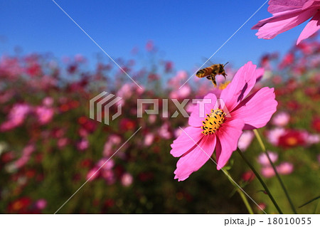 コスモス7849 18010055