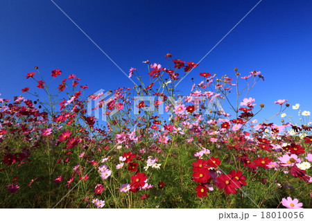 コスモス7853 18010056