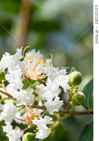 白いサルスベリの花 18010135