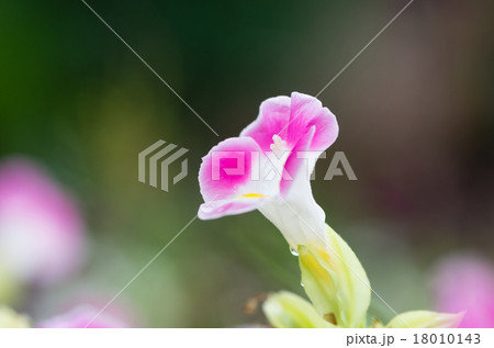 トレニア 18010143