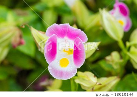 トレニア トレニア 18010144