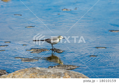 ハクセキレイのメス 18010159