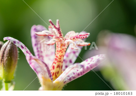 ホトトギス 18010163