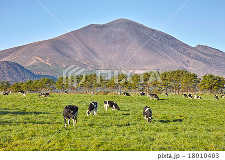 北軽井沢の浅間牧場で放牧中の乳牛達 18010403