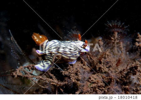 イロウミウシの仲間、バリ島B 18010418