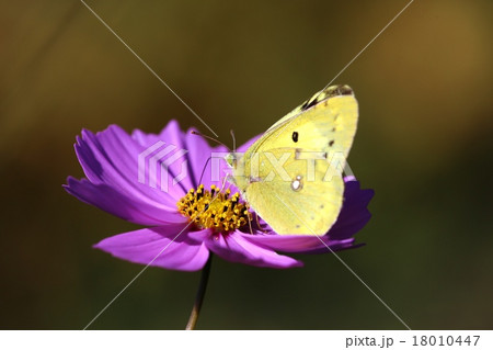 キタキチョウチョウ 18010447