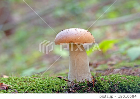 mushroom in forest mushroom in forest 18010594