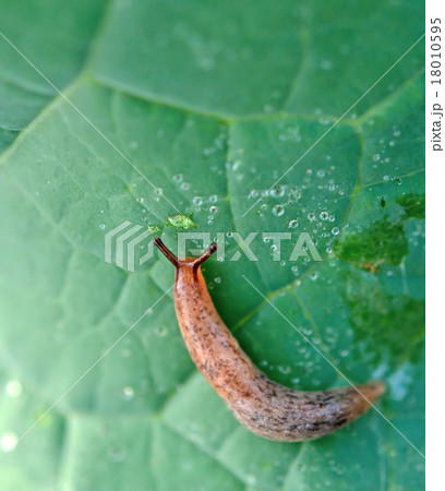 snail invasion 18010595