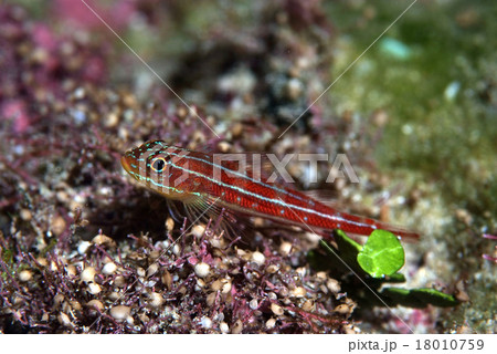 とまるタテスジギンポ とまるタテスジギンポ 18010759