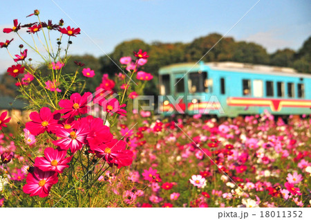 コスモス と 樽見鉄道 コスモス と 樽見鉄道 18011352
