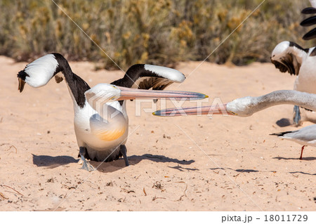Pelicans while fencing on the beach Pelicans while fencing on the beach 18011729