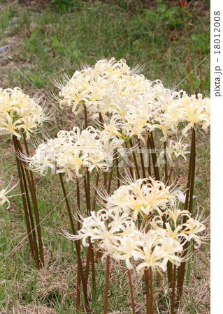 シロバナヒガンバナ シロバナヒガンバナ 18012008