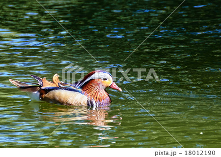 Flock of Gray-brown ducks. Flock of Gray-brown ducks. 18012190
