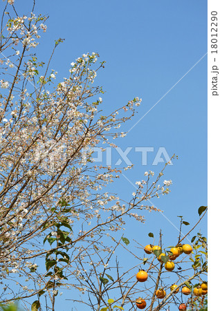 十月桜と柿 十月桜と柿 18012290