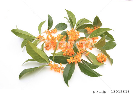 キンモクセイの香り 18012313