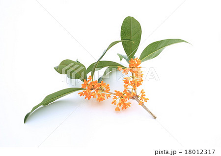 キンモクセイの香り キンモクセイの香り 18012317