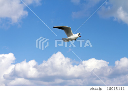 The white bird seagull flies over the sea. 18013111